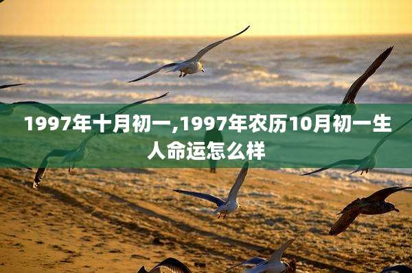 1997年十月初一,1997年农历10月初一生人命运怎么样