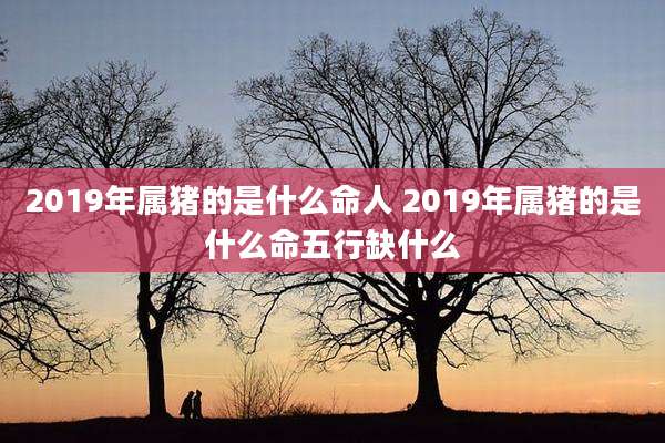 2019年属猪的是什么命人 2019年属猪的是什么命五行缺什么