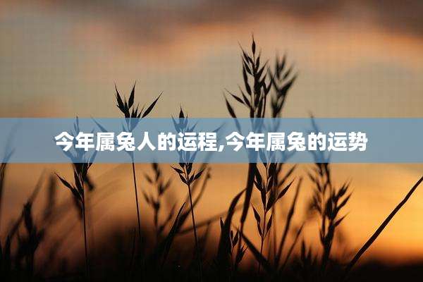 今年属兔人的运程,今年属兔的运势