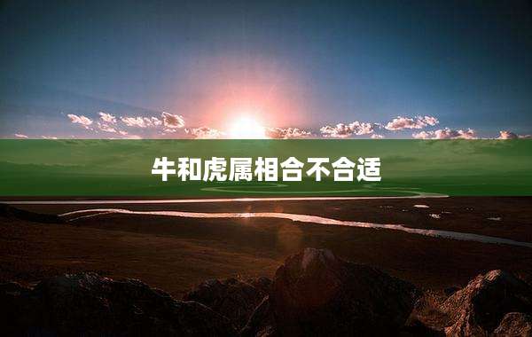 牛和虎属相合不合适