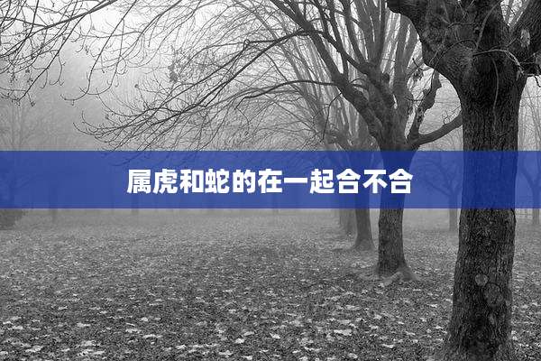 属虎和蛇的在一起合不合
