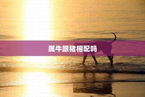 属牛跟猪相配吗