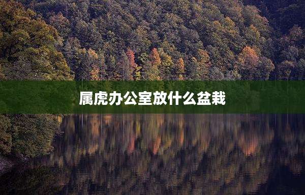 属虎办公室放什么盆栽