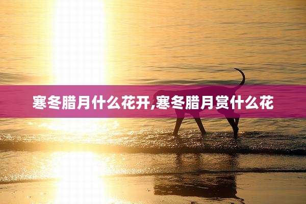 寒冬腊月什么花开,寒冬腊月赏什么花