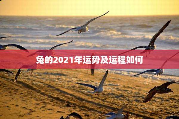 兔的2021年运势及运程如何