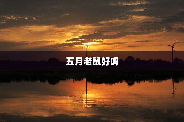 五月老鼠好吗