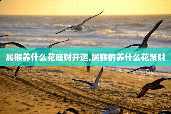 属猴养什么花旺财开运,属猴的养什么花聚财