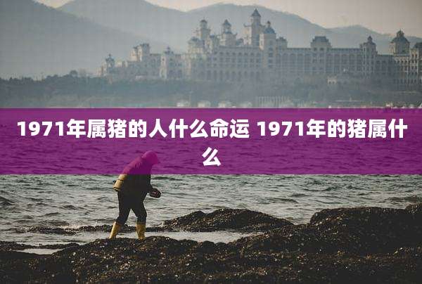 1971年属猪的人什么命运 1971年的猪属什么