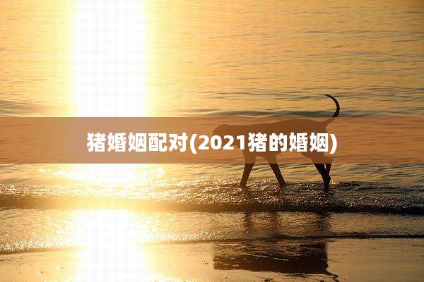 猪婚姻配对(2021猪的婚姻)