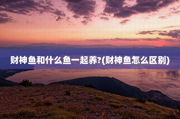 财神鱼和什么鱼一起养?(财神鱼怎么区别)