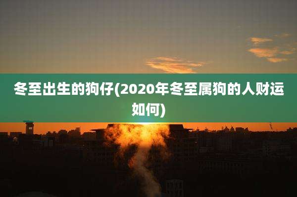 冬至出生的狗仔(2020年冬至属狗的人财运如何)
