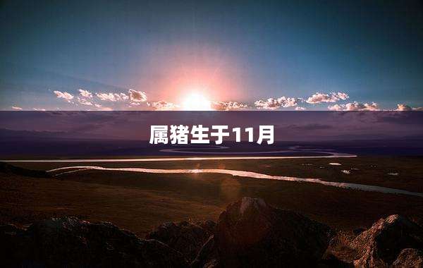 属猪生于11月