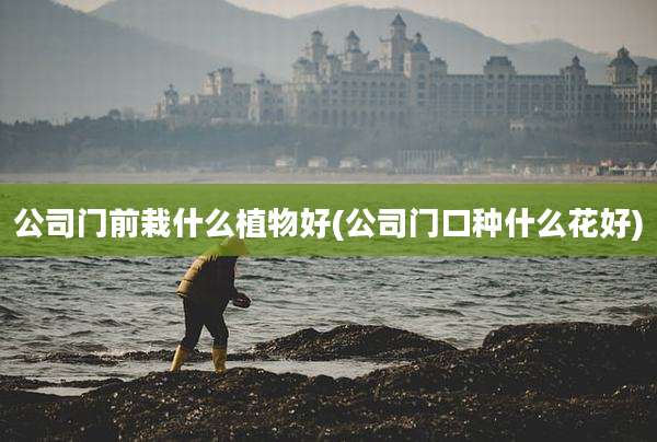 公司门前栽什么植物好(公司门口种什么花好)