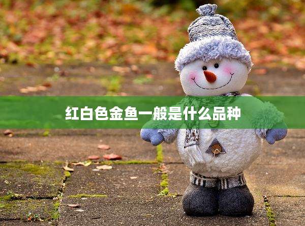红白色金鱼一般是什么品种