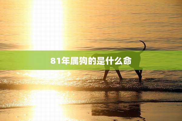 81年属狗的是什么命