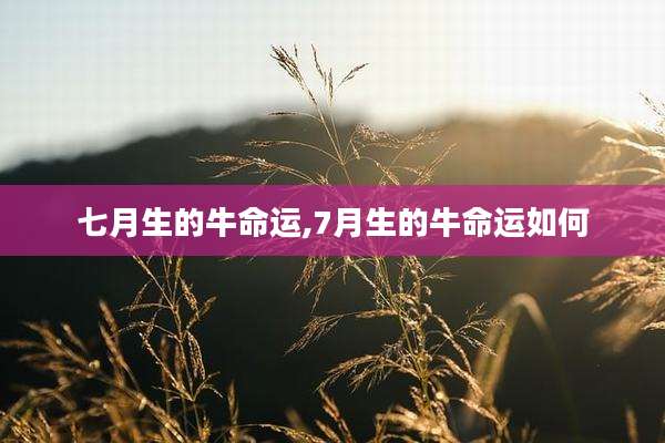 七月生的牛命运,7月生的牛命运如何