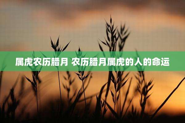属虎农历腊月 农历腊月属虎的人的命运