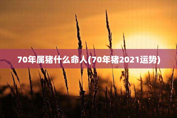 70年属猪什么命人(70年猪2021运势)