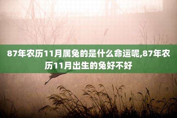87年农历11月属兔的是什么命运呢,87年农历11月出生的兔好不好