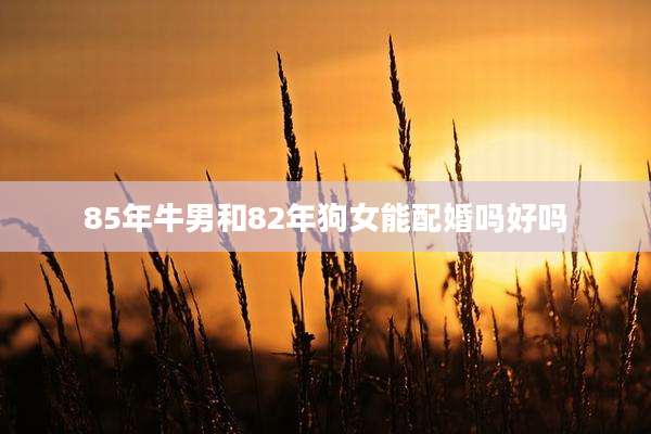 85年牛男和82年狗女能配婚吗好吗