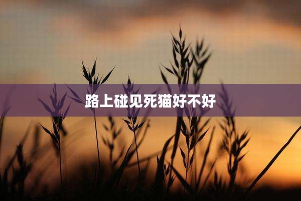 路上碰见死猫好不好