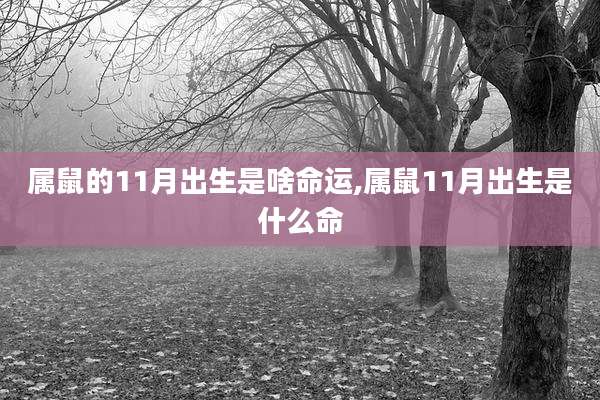 属鼠的11月出生是啥命运,属鼠11月出生是什么命