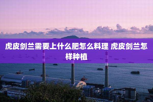 虎皮剑兰需要上什么肥怎么料理 虎皮剑兰怎样种植