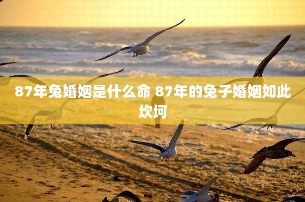 87年兔婚姻是什么命 87年的兔子婚姻如此坎坷