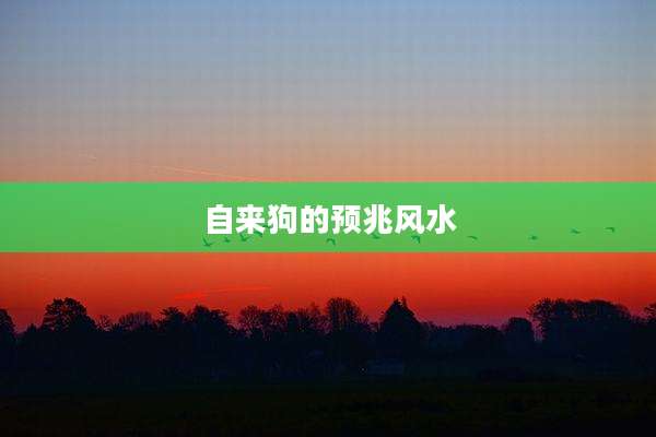 自来狗的预兆风水