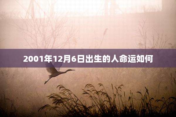 2001年12月6日出生的人命运如何