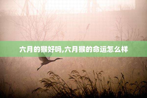 六月的猴好吗,六月猴的命运怎么样