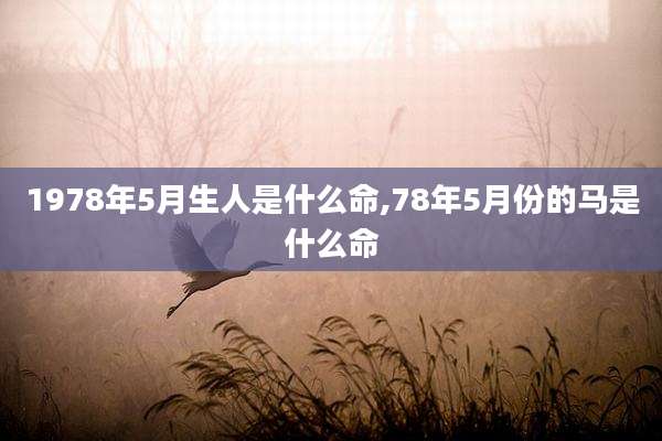 1978年5月生人是什么命,78年5月份的马是什么命