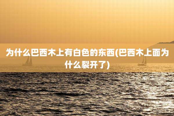 为什么巴西木上有白色的东西(巴西木上面为什么裂开了)