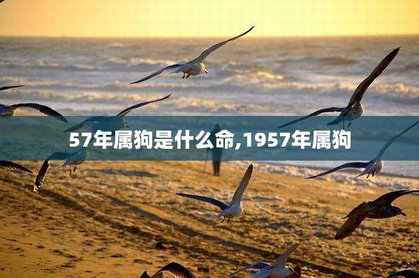 57年属狗是什么命,1957年属狗