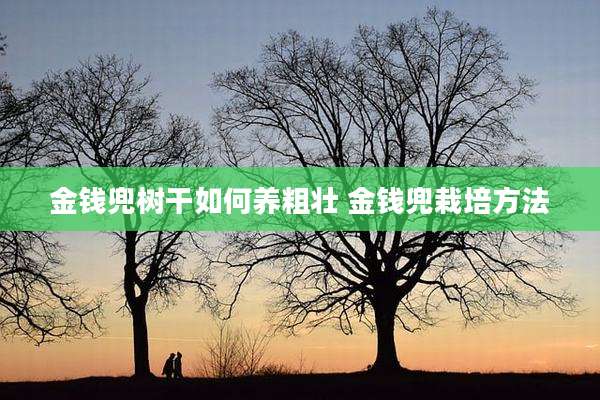 金钱兜树干如何养粗壮 金钱兜栽培方法