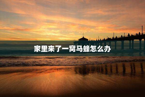 家里来了一窝马蜂怎么办