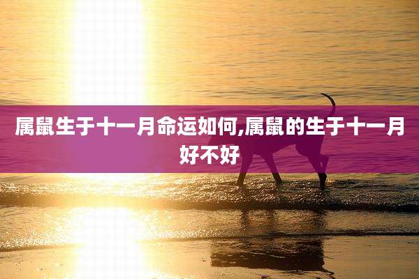 属鼠生于十一月命运如何,属鼠的生于十一月好不好