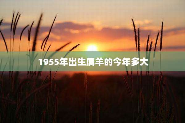 1955年出生属羊的今年多大