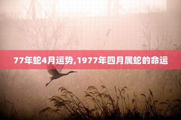 77年蛇4月运势,1977年四月属蛇的命运