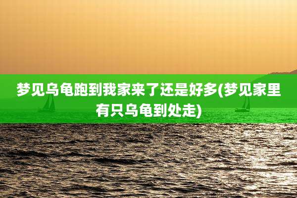 梦见乌龟跑到我家来了还是好多(梦见家里有只乌龟到处走)