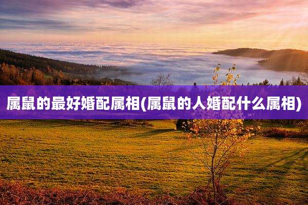 属鼠的最好婚配属相(属鼠的人婚配什么属相)