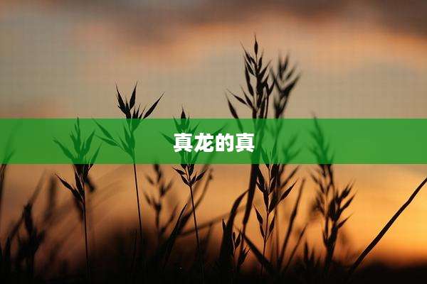 真龙的真