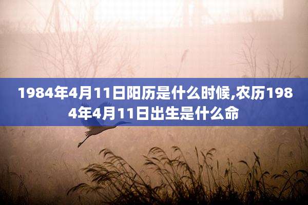 1984年4月11日阳历是什么时候,农历1984年4月11日出生是什么命