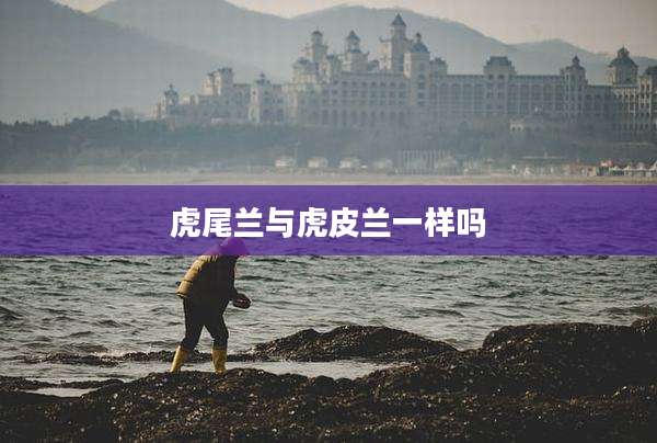 虎尾兰与虎皮兰一样吗