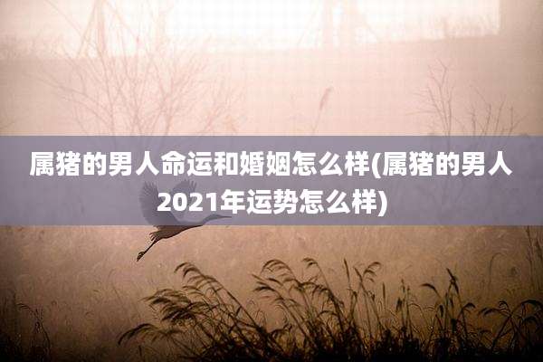 属猪的男人命运和婚姻怎么样(属猪的男人2021年运势怎么样)
