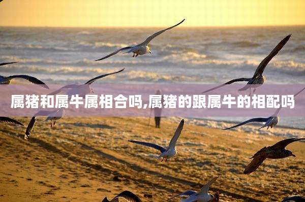 属猪和属牛属相合吗,属猪的跟属牛的相配吗
