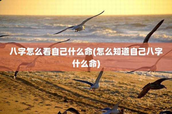 八字怎么看自己什么命(怎么知道自己八字什么命)