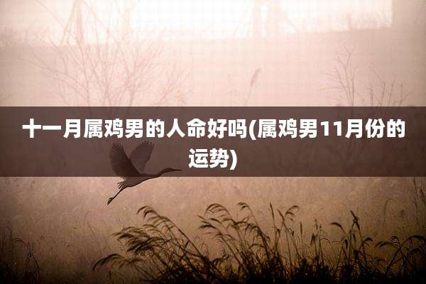 十一月属鸡男的人命好吗(属鸡男11月份的运势)