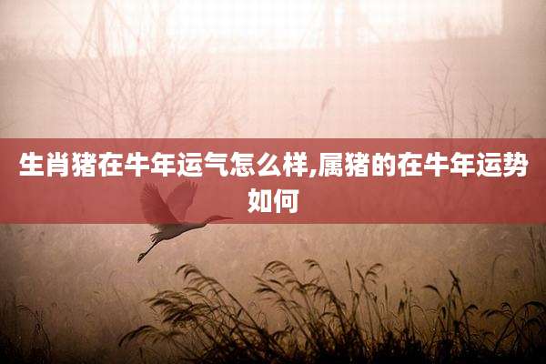 生肖猪在牛年运气怎么样,属猪的在牛年运势如何