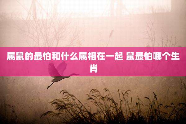 属鼠的最怕和什么属相在一起 鼠最怕哪个生肖